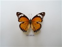 藏品(雌擬幻蛺蝶)的圖片